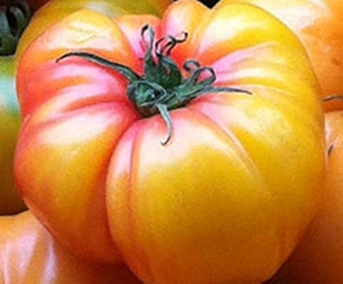 Tomate" Beefsteack - MR Stripey"- 20 Samen - Fleischtomate !! von tropical-seeds