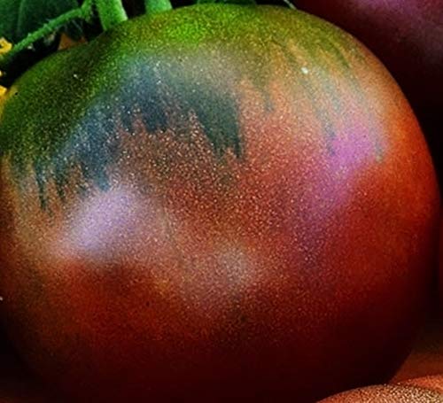 Tomate"Black Russian" - 20 Samen - Fleischtomate (aromatisch) !! von tropical-seeds