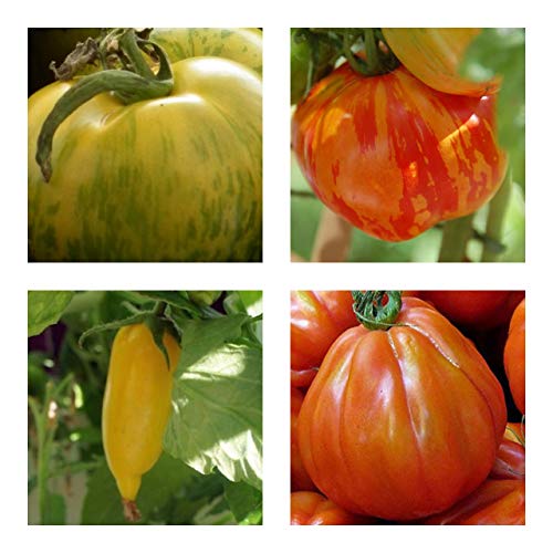 Tomaten -4 Arten ("außergwöhnliche") - je 20 Samen - sortenrein verpackt - !!! von tropical-seeds