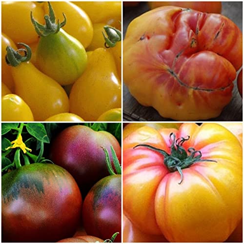 Tomaten Mix -4 Arten - je 20 Samen - sortenrein verpackt - !!! von tropical-seeds