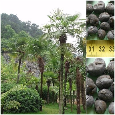 Trachycarpus fortunei Hanfpalme 10 x Palmensamen -20 C frosthart von tropical-seeds