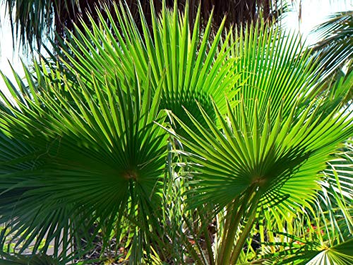 Washingtonia robusta 20 Palmensamen Petticoat-Palme von tropical-seeds