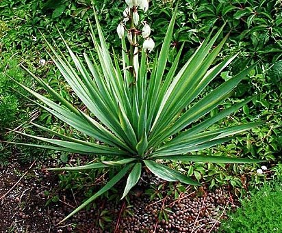 Yucca glauca - 10 Samen - extrem frosthart von tropical-seeds