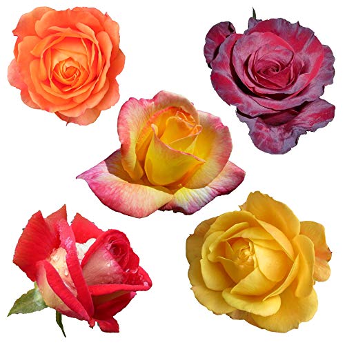 exotische Rosen - verschiedene natürliche Farben - 100 Samen (weiß,pink,gelb,hellgrün,dunkelrot,rosa.) Rosenart : rugosa Rose/Hybrid von tropical-seeds