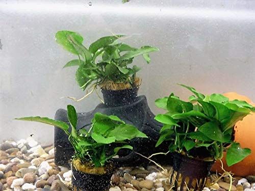 1 Topf Anubias nana Zwergspeerblatt Aquariumpflanzen lebende Wasserpflanze Vordergrund von tubis-de aqua