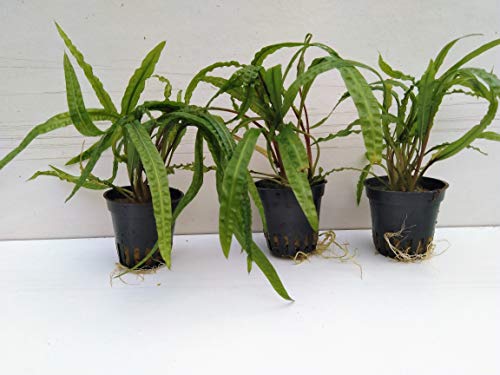 1 Topf Cryptocoryne Crispatula Balansae Genoppter Wasserkelch Aquarienpflanzen von tubis-de aqua