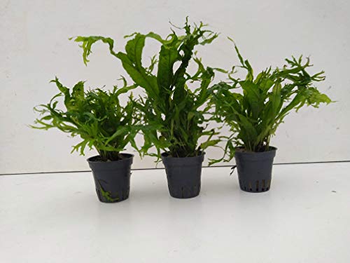 1Topf Microsorum pteropus - Javafarn Windelov Wasserpflanze Aquarium Barschbecke von tubis-de aqua