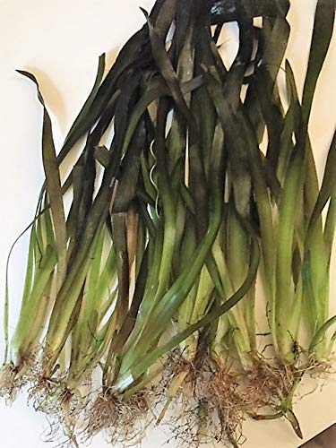 5 Stc Riesenvallisnerie/Vallisneria Gigantea Aquariumpflanzen Wasserpflanzen von tubis-de aqua
