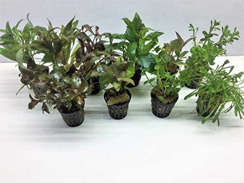 Aquarienpflanzen Set Wasserpflanzen 5 Töpfe. ideal für den Anfänger von tubis-de aqua