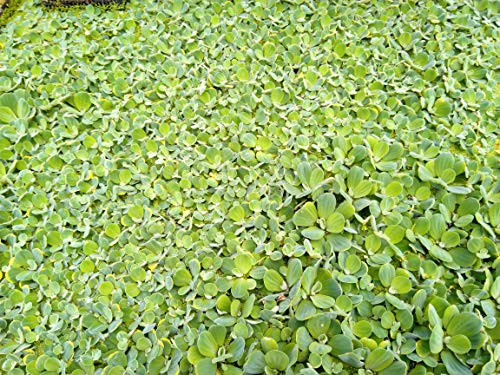 Muschelblume Pistia stratiotes 10 Stc. 6-10cm Schwimmpflanze Aquarium Teich Wassersalat von tubis-de aqua