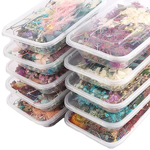 Trockenblumen Set Getrocknete Blumen Klein Für Epoxidharz Natürliche Dried Flowers, 1Schachtel Mit Farbigen Trockenblumen Zur Herstellung Von -Duftkerzen Heimwerkerzubehör Getrocknete Zufällig Trockenblumen Set Getrocknete Blumen Klein Für Epoxidharz Natürliche Dried Flowers, 1Schachtel Mit Farbigen Trockenblumen Zur Herstellung Von -Duftkerzen Heimwerkerzubehör Getrocknete Zufällig von ulapithi