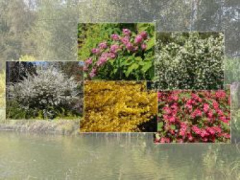 Zierstrauchhecke aus 10 Pflanzen, 60-100 cm, um diese Hecke wird Sie jeder Nachbar beneiden, Containerware von um diese Hecke wird Sie jeder Nachbar beneiden