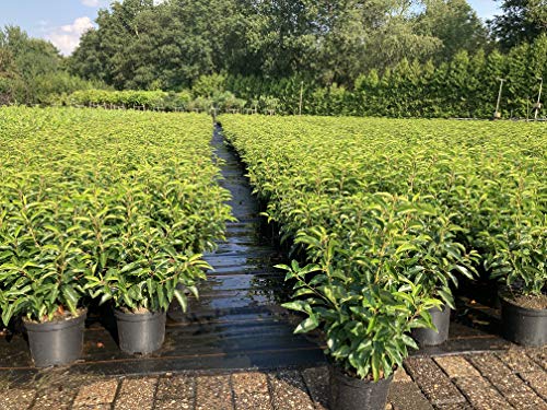 5st. Portugiesischer Kirschlorbeer 60-70cm XXL Buschig im Topf Kirschlorbeer Prunus lusitanica 'Angustifolia' Lorbeer Gartenhecke Sichtschutz von unbekannt