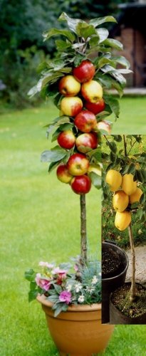 Säulenapfel Goldbäckchen und Rotbäckchen, 2er-Set Säulenapfel Goldbäckchen und Rotbäckchen, 2er-Set von undefined