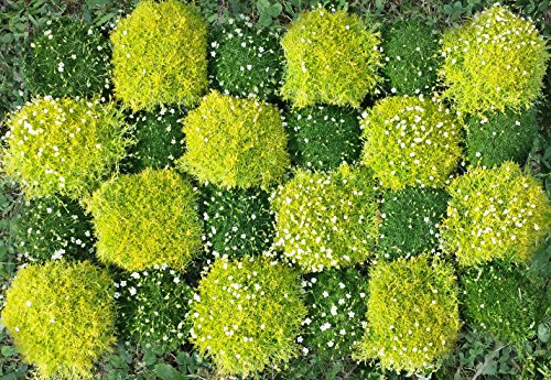 24er Sternmoosset mit 12 Pflanzen grün & 12 Pflanzen hellgrün (Sagina subulata) von unsere-gaertnerei-mueller