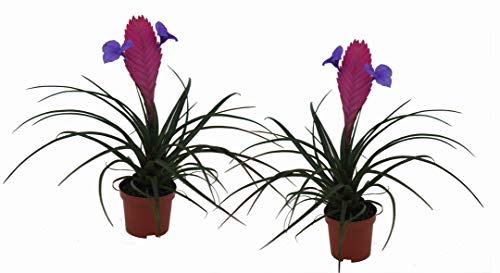 2er Set Bromelie (Tillandsia cyanea), Sorte: Anita, exotische Zimmerpflanze (2) von unsere-gaertnerei-mueller