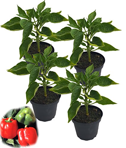4er Set F1 Paprikapflanzen im 10er Topf (4x Blockpaprika F1 'Bendigo') von unsere-gaertnerei-mueller