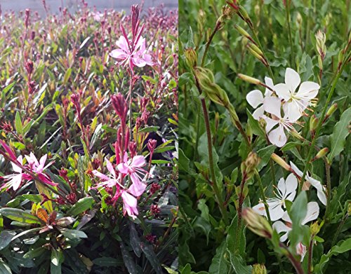 4x Prachtkerze im 12cm Topf (Weiß und Rosa Mix, je 2 Stück) von unsere-gaertnerei-mueller