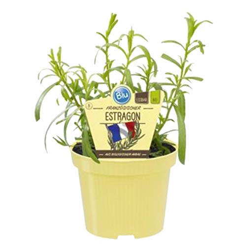 Bio Bio Currykraut, (Helichrysum italicum), Kräuter Pflanzen aus nachhaltigem Anbau von unsere-gaertnerei-mueller