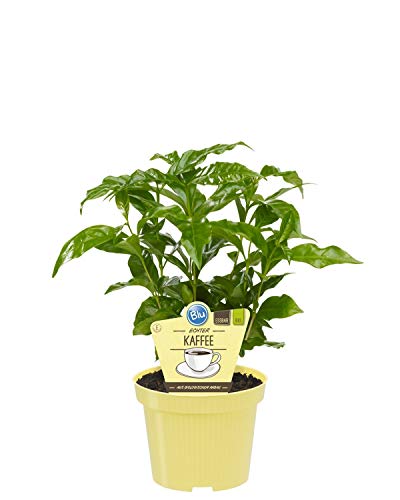 Bio Echter Kaffee Pflanze, (Coffea arabica), Kräuter Pflanzen aus nachhaltigem Anbau (1 Pflanze, je im 12cm Topf) von unsere-gaertnerei-mueller