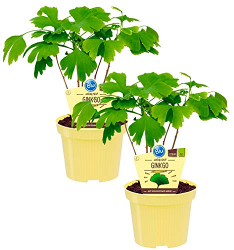 Bio Ginkgo, (Ginkgo biloba), bekannte Heilpflanze die als Tee zubereitet die Konzentration steigert, Pflanzen aus nachhaltigem Anbau von unsere-gaertnerei-mueller
