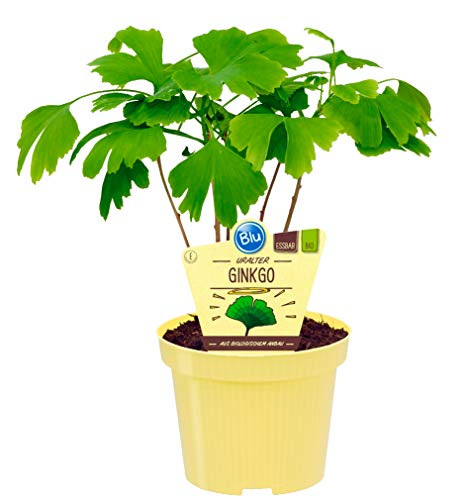 Bio Ginkgo, (Ginkgo biloba), bekannte Heilpflanze die als Tee zubereitet die Konzentration steigert, Pflanzen aus nachhaltigem Anbau von unsere-gaertnerei-mueller