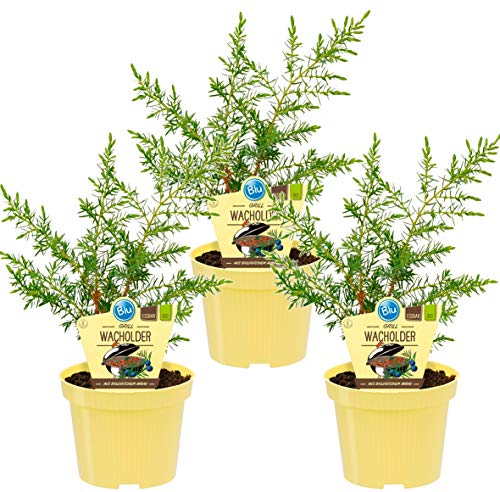 Bio Grill - Wacholder, (Juniperus communis 'Meyer'), bekannter Wacholderstrauch, Pflanzen aus nachhaltigem Anbau von unsere-gaertnerei-mueller