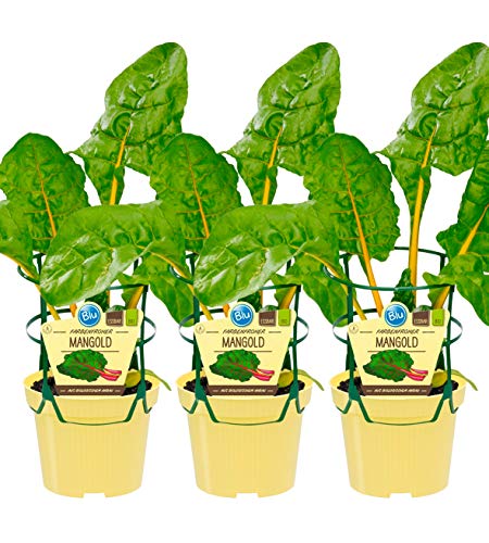 Bio Mangold, (Beta vulgaris), in sehr dekorativen Regenbogenfarben, Gemüse Pflanzen aus nachhaltigem Anbau von unsere-gaertnerei-mueller