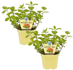 Bio Minze Grapefruit-Minze (Mentha suaveolens x piperita), Kräuter Pflanzen aus nachhaltigem Anbau, (2 Pflanzen im Set) von unsere-gaertnerei-mueller