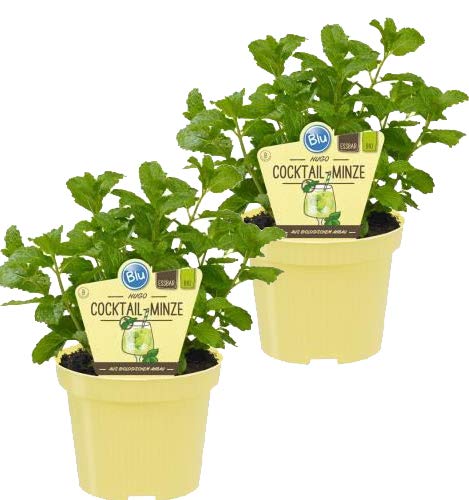 Bio Minze Hugo-Cocktail-Minze (Mentha spicata), Kräuter Pflanzen aus nachhaltigem Anbau, (2 Pflanzen im Set) von unsere-gaertnerei-mueller