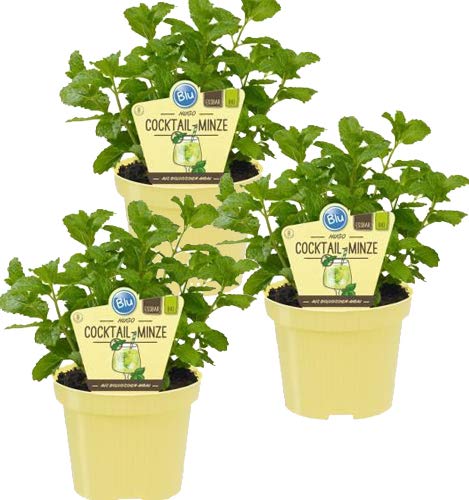 Bio Minze Hugo-Cocktail-Minze (Mentha spicata), Kräuter Pflanzen aus nachhaltigem Anbau, (3 Pflanzen im Set) von unsere-gaertnerei-mueller