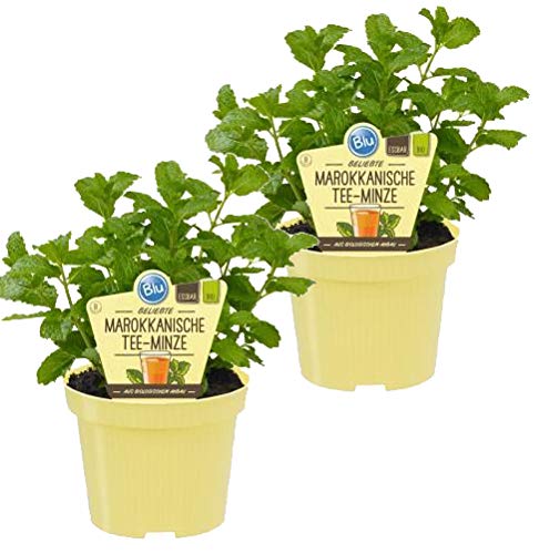 Bio Minze Marokkanische Tee-Minze (Mentha spicata), Kräuter Pflanzen aus nachhaltigem Anbau, (2 Pflanzen im Set) von unsere-gaertnerei-mueller