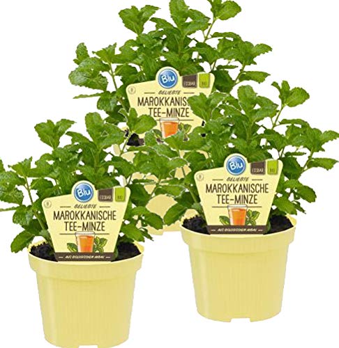 Bio Minze Marokkanische Tee-Minze (Mentha spicata), Kräuter Pflanzen aus nachhaltigem Anbau, (3 Pflanzen im Set) von unsere-gaertnerei-mueller