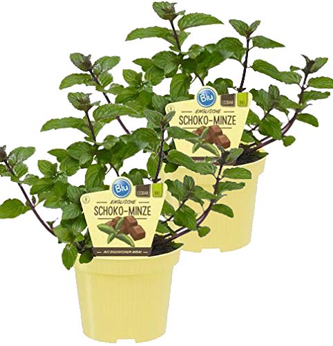 Bio Minze Schoko-Minze (Menta x piperita), Kräuter Pflanzen aus nachhaltigem Anbau, (2 Pflanzen im Set) von unsere-gaertnerei-mueller