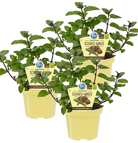 Bio Minze Schoko-Minze (Menta x piperita), Kräuter Pflanzen aus nachhaltigem Anbau, (3 Pflanzen im Set) von unsere-gaertnerei-mueller