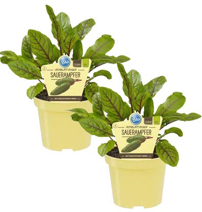 Bio Sauerampfer rotblättrig (Rumex sanguineus), Kräuter Pflanzen aus nachhaltigem Anbau, (2 Pflanzen im Set) von unsere-gaertnerei-mueller