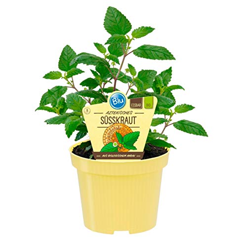 Bio Süßkraut Aztekisches (Lippia dulcis), Kräuter Pflanzen aus nachhaltigem Anbau, (1 Pflanze) von unsere-gaertnerei-mueller