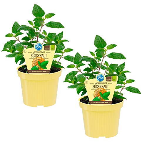 Bio Süßkraut Aztekisches (Lippia dulcis), Kräuter Pflanzen aus nachhaltigem Anbau, (2 Pflanzen im Set) von unsere-gaertnerei-mueller