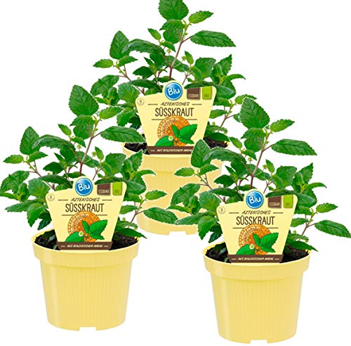 Bio Süßkraut Aztekisches (Lippia dulcis), Kräuter Pflanzen aus nachhaltigem Anbau, (3 Pflanzen im Set) von unsere-gaertnerei-mueller