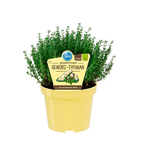 Bio Thymian Gewürzthymian (Thymus vulgaris), Kräuter Pflanzen aus nachhaltigem Anbau, (1 Pflanze) von unsere-gaertnerei-mueller