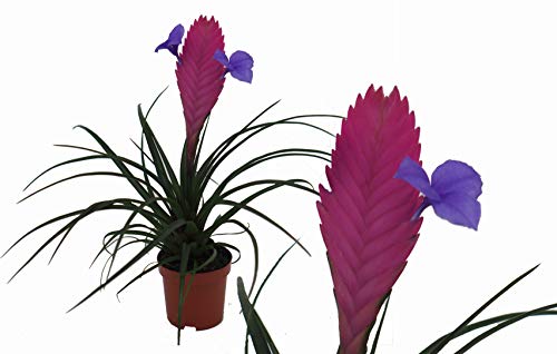 Bromelie (Tillandsia cyanea), Sorte: Anita, exotische Zimmerpflanze (1) von unsere-gaertnerei-mueller