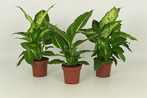 Dieffenbachie, 3er Set mit 3 verschiedenen Sorten, Zimmerpflanzen, sehr pflegeleicht ideal für Anfänger (3er Set je im 12cm Topf, ca. 40cm hoch) von unsere-gaertnerei-mueller