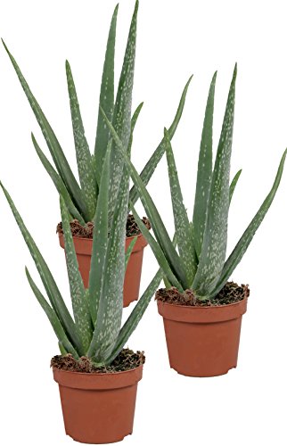 Echte Aloe Vera - im 12cm Topf - ca. 30-40cm hoch (3er Set) von unsere-gaertnerei-mueller
