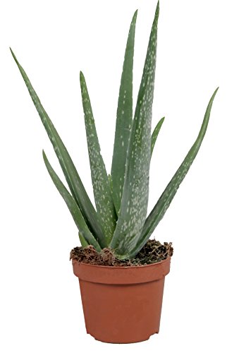 Echte Aloe Vera - im 12cm Topf - ca. 30-40cm hoch (eine Pflanze) von unsere-gaertnerei-mueller