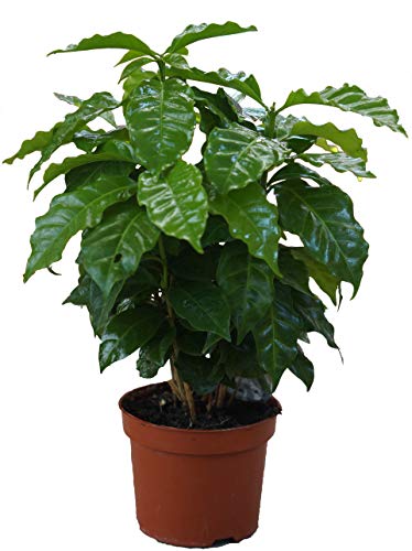 Echter Kaffee Pflanze, (Coffea arabica), Zimmer und Kübelpflanze, (1 Pflanze) von unsere-gaertnerei-mueller