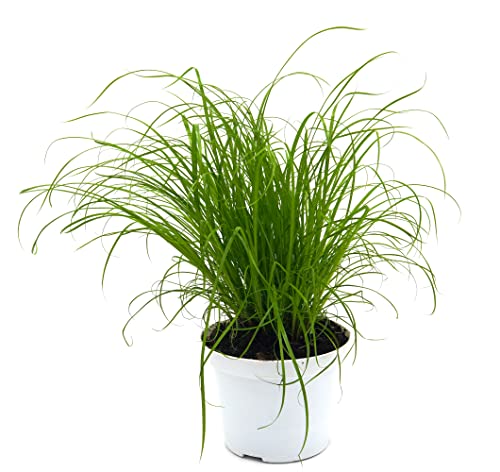 Echtes Katzengras (Cyperus alternifolius 'Zumula') (1) von unsere-gaertnerei-mueller