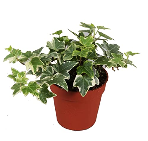 Efeu (Hedera helix), echte Pflanze, als Hängepflanze, Bodendecker oder Zimmerpflanze, pflegeleicht (im 9cm Topf, Sorte: White Wonder, zweifarbig, grün-weiss) von unsere-gaertnerei-mueller