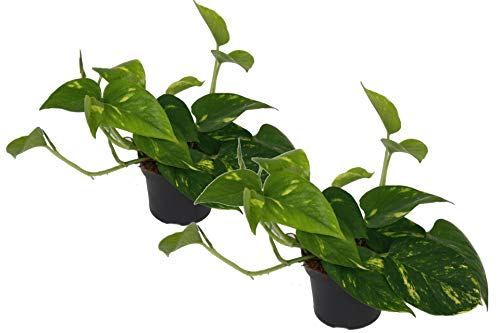 Efeutute, Scindapsus, (Epipremnum aureum) Sorte: Aureum, gelb-grünes buntes Blattwerk, rankend, Ampelpflanze, luftreinigend (2er Set im 12cm Topf) von unsere-gaertnerei-mueller