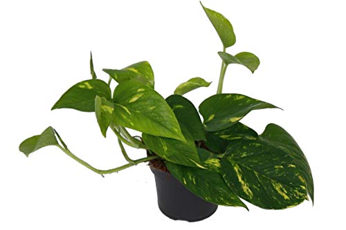 Efeutute, Scindapsus, (Epipremnum aureum) Sorte: Aureum, gelb-grünes buntes Blattwerk, rankend, Ampelpflanze, luftreinigend (eine Pflanze im 12cm Topf) von unsere-gaertnerei-mueller