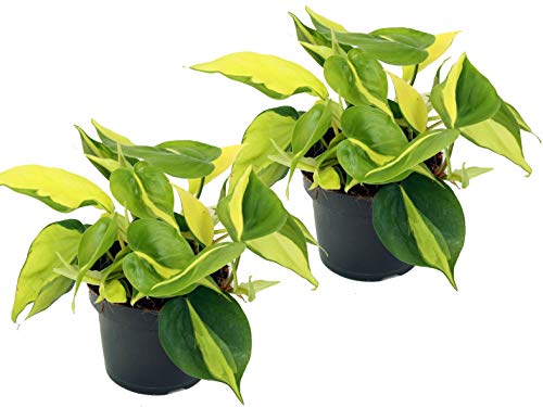 Efeutute, Scindapsus, (Epipremnum aureum) Sorte: Brasil, gelb-grünes-buntes Blattwerk, rankend, Ampelpflanze, luftreinigend (2er Set je im 12cm Topf) von unsere-gaertnerei-mueller